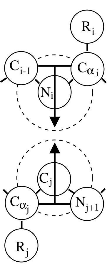 Figure 3.3: Backbone hydrogen bonding is achieved through a square-well interac-