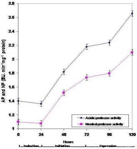 Fig. 4:  Changes in acidic protease (AP) and neutral protease (NP) activities with time in mung bean hypocotyl explants at intervals of 24h 