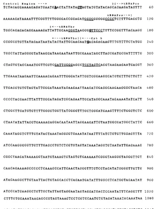 FIGURE 2.-A standard mtDNA sequence that includes the 