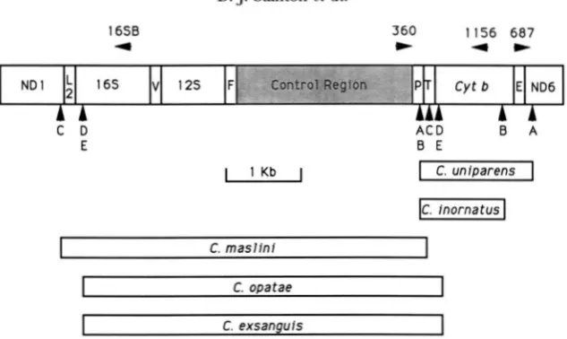 FIGURE 5.-Duplication All dicated. The duplication endpoints for each of the correspond to those in Figure 3