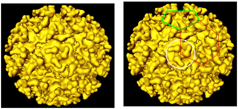 Figure 1.1: Sindbis virus outer surface from a cryo-electron microscopy