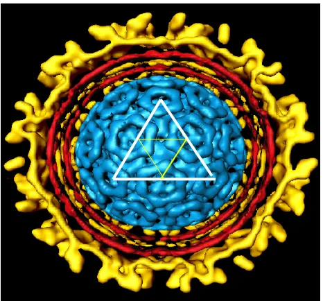 Figure 1.2: Cut-away image of Sindbis virus from cryo-electron microscopy