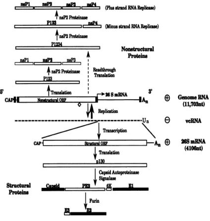 Figure 1.3: Organization, replication and expression of Sindbis virus genome.   