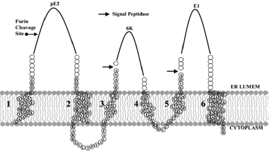 Figure 1.4: A schematic representation of Sindbis virus structural polyprotein in the  