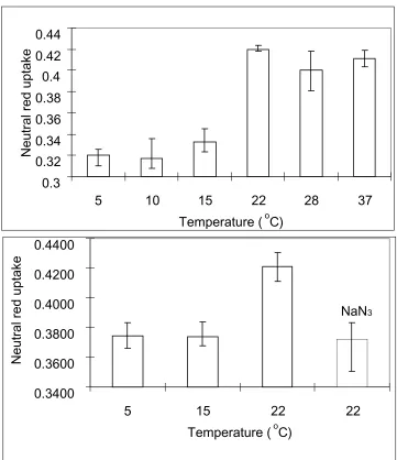 Figure 2.3: Uptake of neutral red by BHK cells at different temperatures. Cells were 