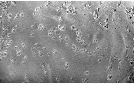 Figure 2.4: Virus mediated cell-cell fusion at different temperatures induced by pH 
