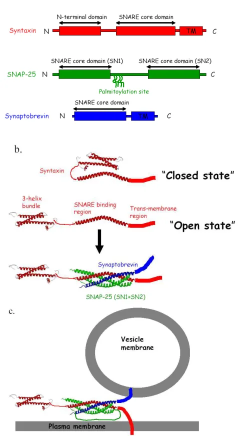 Figure 1.1. The SNARE complex. (a) Schematic representation of the different domains for syntaxin (red), SNAP-25 (green), and synaptobrevin (blue)