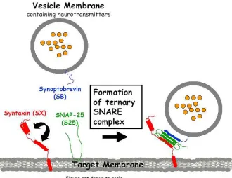 Figure 1.2. Schematic of the formation of ternary SNARE complex. The assembly of  a four-(SN1 and SN2) allows the synaptic vesicle containing neurotransmitters to dock on the plasma membrane