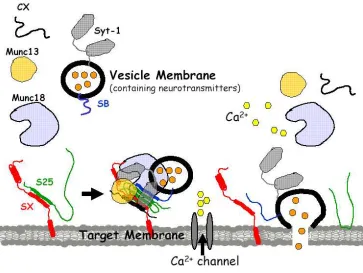 Figure 1.3. A model of interactions among the SNAREs and other regulatory partners in Cathe intermediate of the binary SNARE complex (SX-S25) anchored in the target membrane with individual accessory proteins in solution