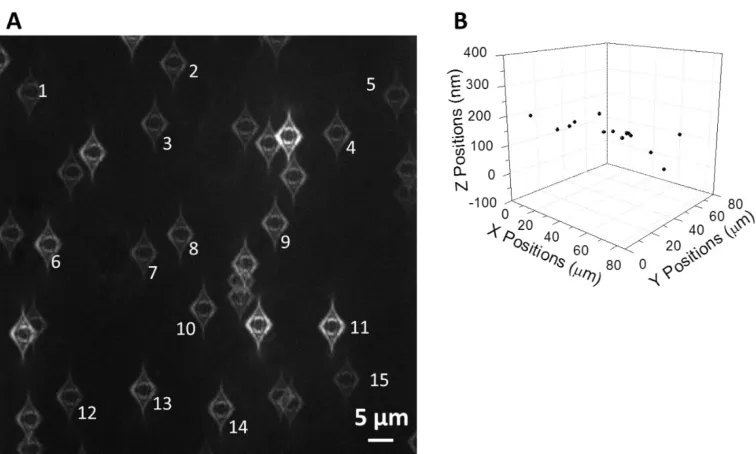 Figure 1.4 Levelness of the sample slide. (A) Particle permanently adsorbed on the cover glass surface