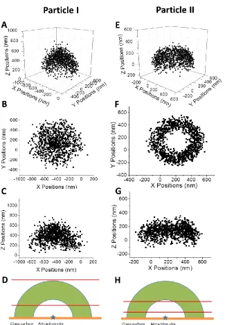 Figure 2.1  Particle-surface interactions. Scattered particle distributions during a time of 30 s (1000 frames) in (A) 3D space, (B) XY plane, and (C) XZ plane