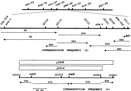 FIGURE 1.-Genetic  map  showing the  location with the  linked  transposon  insertions