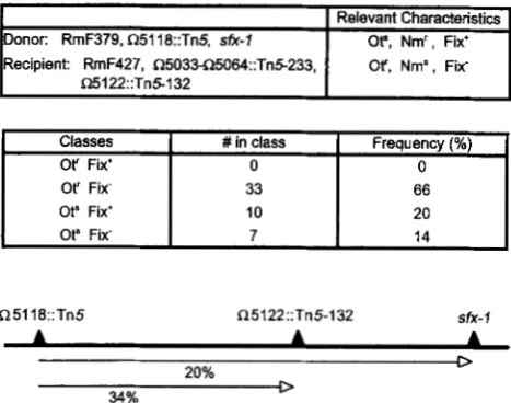 FIGURE 2.-Three-factor  cross  to determine the relative  po- sition of sfx-l. Fifty  neomycin  resistant  (Nm') transductants 