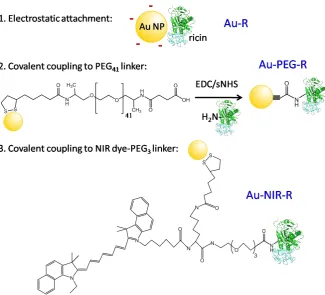Figure 2. Overview of methodologies used for the creation of gold nanoparticle-ricin conjugates
