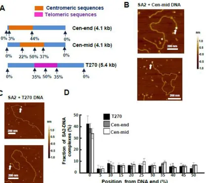 Figure 3: SA2 does not show binding preference for telomeric or contromeric DNA 