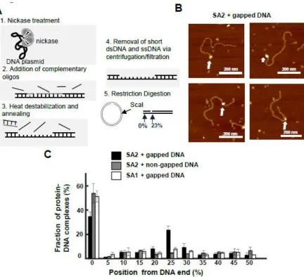 Figure 4: SA2 specifically binds to ssDNA gaps. 