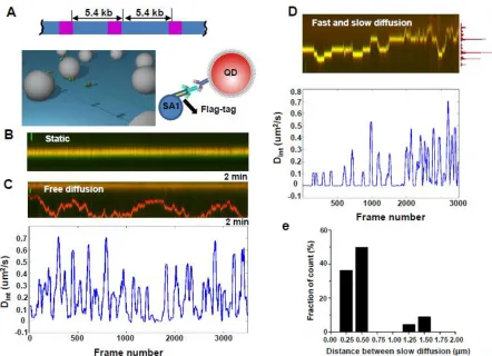 Figure 7: Full length SA1 alternates between fast and slow 1-D diffusion on T270 DNA 