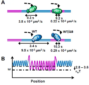 Figure 9: TRF1 and TRF2 strike a balance between target search and specificity. 