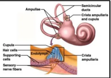 FIG 3: Cristae of SCC 