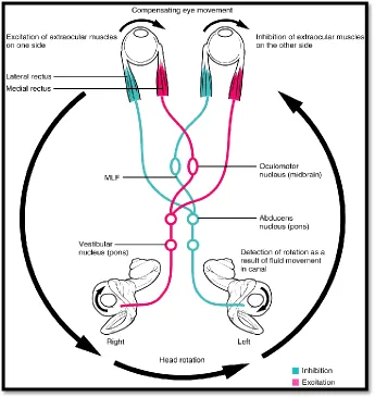 FIG 4: VOR pathway 