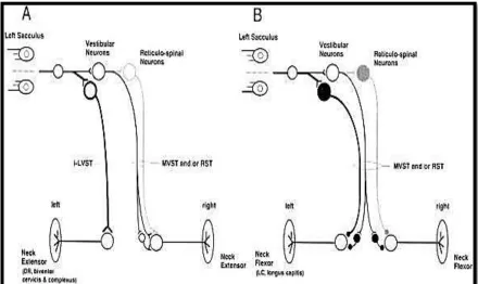FIG 5: VCR pathway 