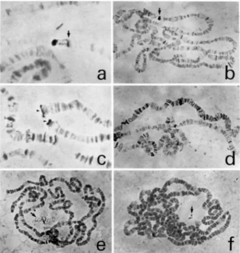 FIGURE 1.-In The reproducibility of the following hybridization patterns has 