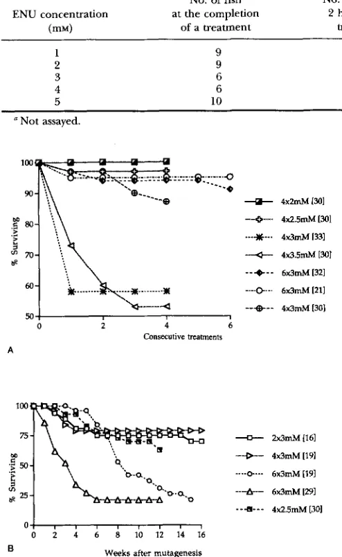 FIGURE 3.Purvival of  males during  and after mutagenic regimens. (A) 