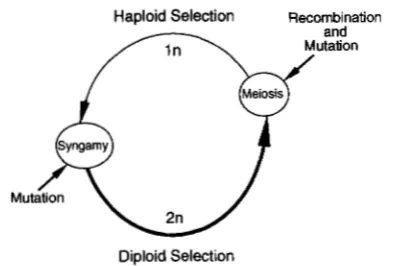FIGURE Orro 1994). The size  of greatest with  low rates of recombination and smallest with fairly  insensitive  to the exact ploidy  alleles compared, to the locus (results not  shown)