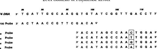 FIGURE recovered after the remaining probes illustrated were  also  used  to  identify 1.-DNA DNA sequence of the template in the vicinity  of  G,,, and oligonucleotide probes used in construction of  new templates and analysis  of mutants