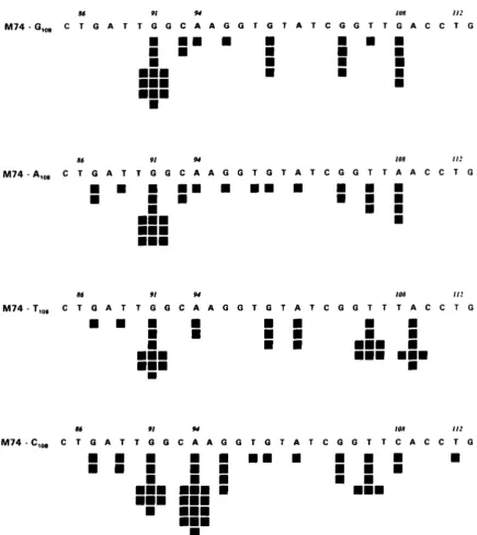 FIGURE 2.Spectra base  occurs  in  the  midst Each mutant  mapping  to  the  region was sequenced