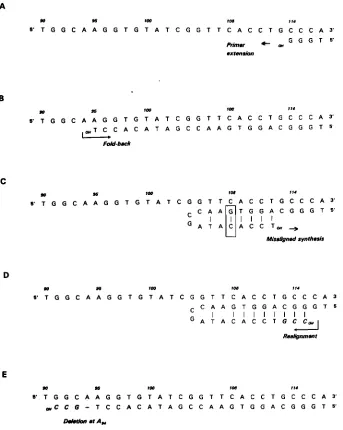 FIGURE for further h4 deletion in the An additional h4 ied during a primer extension reaction diate