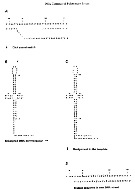 FIGURE 6.-Inversion for the mutant sequence. context. to  emphasize their positions. The deletion and all C,, of DNA initially extended to the displaced strand is  shown  in bold, the newest  synthesis is  shown in templated DNA  is indicated in  lower  ca