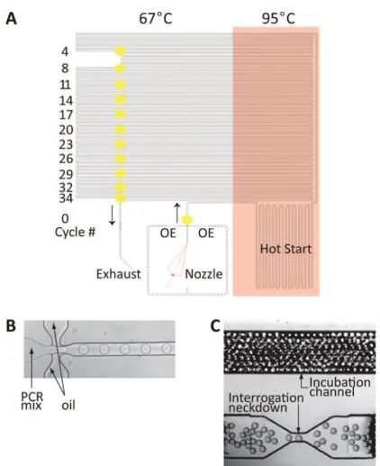 Figure 6. The layout of PCR chip. (A) The temperature is set at 95 °C in the pink-shaded regions, and 67 °C 