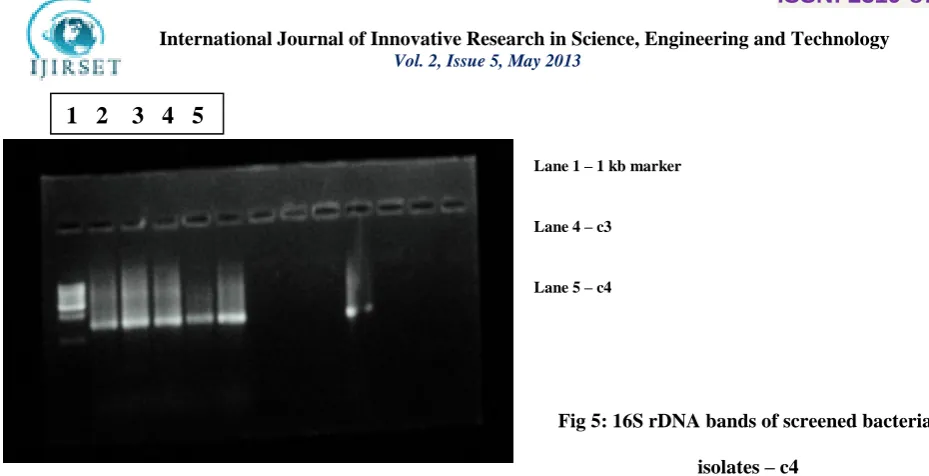 Fig 5: 16S rDNA bands of screened bacterial   