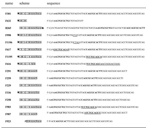 FIG. 3. Names, schemes, and sequences of oligonucleotides. For schematic presentation, single sequence elements are indicated by numbersof nucleotides, Cy5-end labeling is represented by a black star, and phosphorylation is indicated with a P