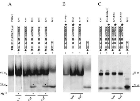 FIG. 4. PCV1 His-Rep and His-Rep� cleave origin fragments of PCV1 within the conserved nonamer of a putative stem-loop structure.Bacterial overexpressed and subsequently puriﬁed fusion protein (500 ng) was incubated with 0.5 pmol oligonucleotide in the cleavage reaction