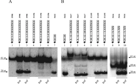 FIG. 5. Sequence requirements for His-Rep- and His-Rep�lanes 3 and 6; B, lanes 4, 7, and 10) fusion protein in vitro