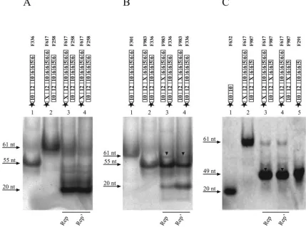 FIG. 7. Sequence requirements for His-Rep- and His-Rep�mutated plus-strand origin fragments were incubated with puriﬁed His-Rep (A, B, and C, lanes 3) or His-Repin vitro