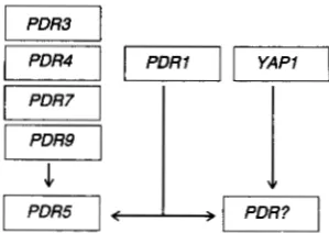 FIGURE 6.-The and were  isolated in a genes are  assumed has not been proven. diagram  illustrates a possible  set of interrelationships  between the genes analyzed in  this study