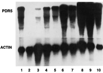 FIGURE I.-Northern pdr3-1 previously described when compared to (Dl-3); lane ing isogenic controls, they clearly overproduce into each lane
