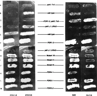FIGURE 2.-Phenotypes strain = 0.5 F, of various strains. The phenotypes of various strains are shown at 72 hr for two  doses of cycloheximide (CYH, and 1 .O pglml) and  for a single  dose of oligomycin (OLI, 0.8 pg/ml) and  sulfometuron methyl (SM5, pglml)