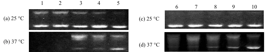 Figure 8.DNA, lanes 1-5, final [DTT] = 5.7 mM, lanes 6-10, final [GSH] = 0.57 mM, assay run for 48h at designatedtype III linear DNA, bottom band is type I supercoiled DNA