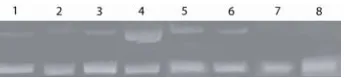 Figure 5. Synthetic Diazofluorene Analogues.