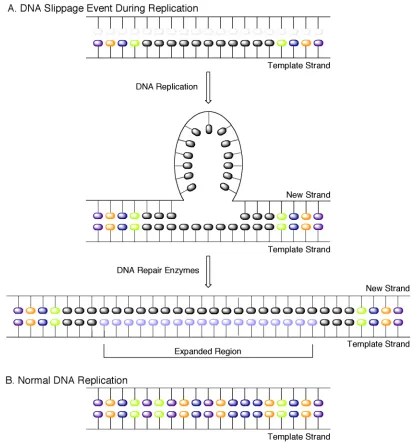 Figure 1. DNA slippage model for triplet repeat expansion disorders. 