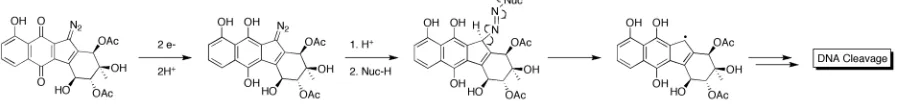 Figure 13. Revised mechanistic rationale for DNA cleavage.  