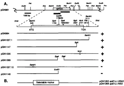 FIGURE 2.-SPT22 restriction map, subclones, mutants and disruption alleles. Symbols are as in Figure spt21 mutant is indicated to  the right of each subclone/mutant