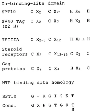FIGURE 4.-Sequence acteristic of helicases binding domain and known Zn-binding proteins