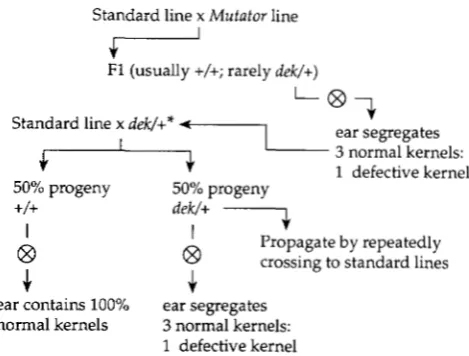 FIGURE 1.-Strategy  for  induction  and  propagation asterisk  was distinguished  from METHODS kernel  mutants  using  Robertson's of maize Mutator