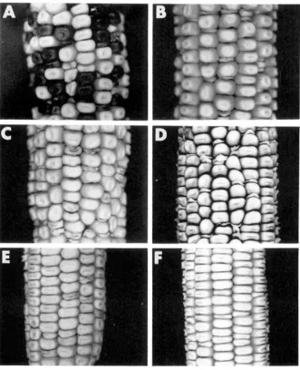 FIGURE 2.-Segregation of type mutation. (D) tations. of novel deh mu- Ears segregating mutant and wild- kernels were obtained by self-pollination plants heterozygous for the indicated deh (A) pidl-R