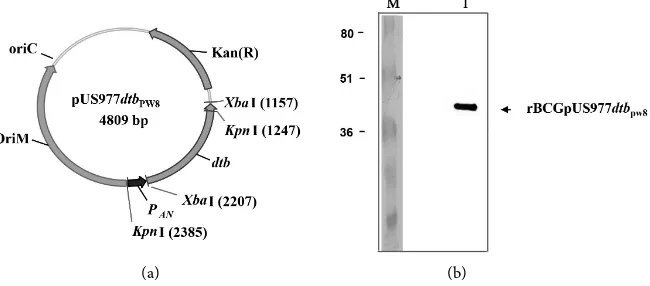 Figure 1. Architecture of the plasmid vector pUS977dtbpression of the dtb gene in BCG (a)